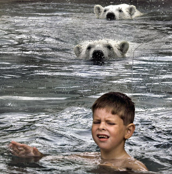 Κολυμπούν με πολικές αρκούδες 